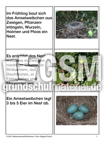 Aufzucht-der-Jungen-1.pdf